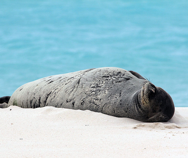 Hawaiian Monk Seal Conservation Veterinarian - Wildlife Health.org