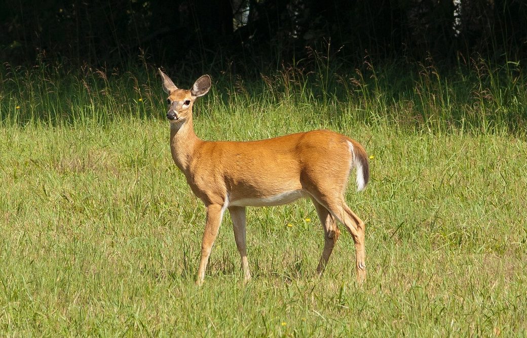 Chronic Wasting Disease (CWD): Current Updates 2026 - WILDLIFE HEALTH.org