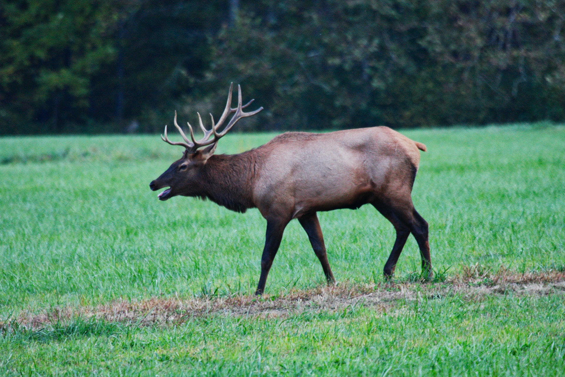 Elk Hoof Disease An Emerging Issue Wildlife