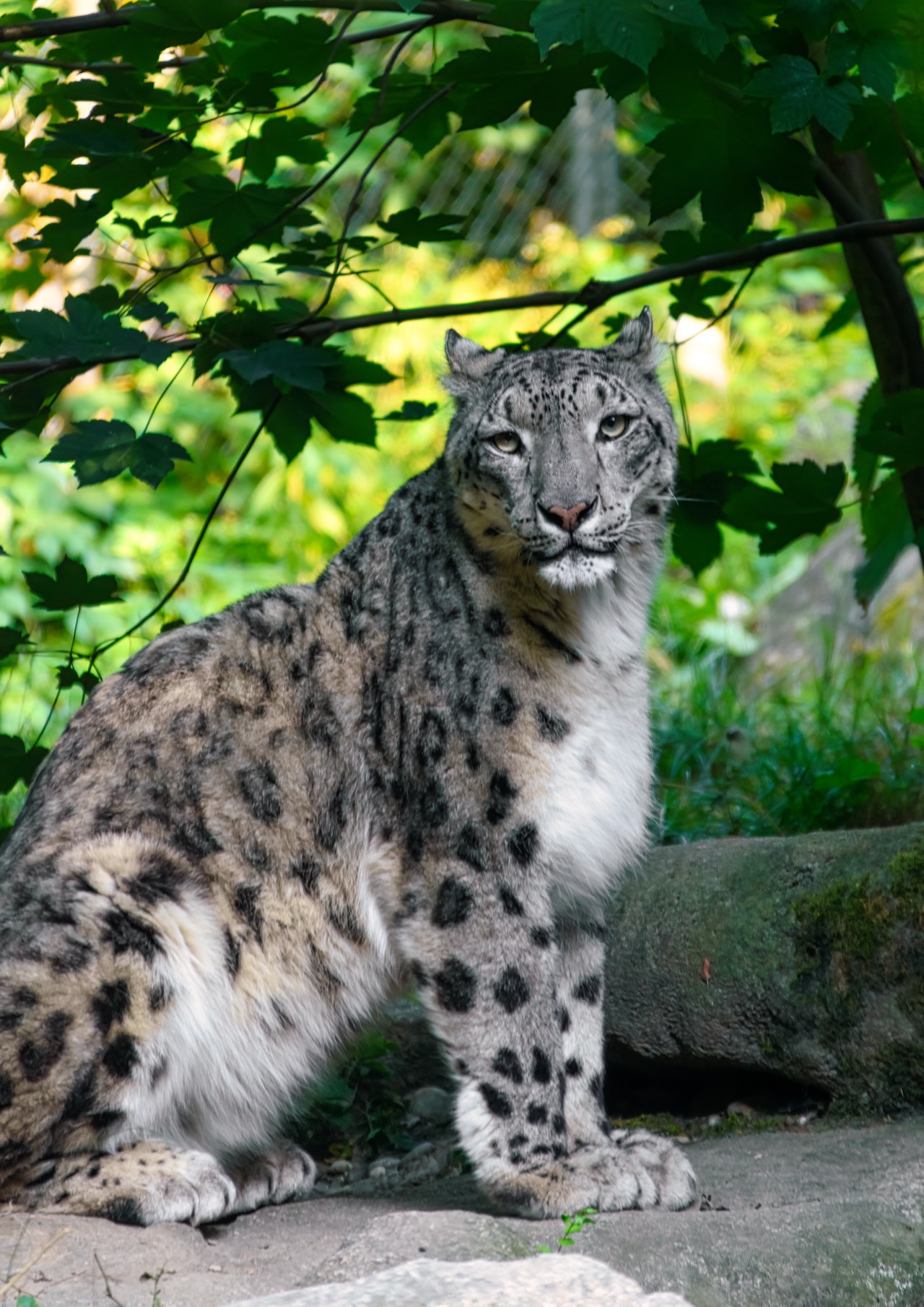 Three Snow Leopards at Nebraska Zoo Die of Complications From COVID-19 ...