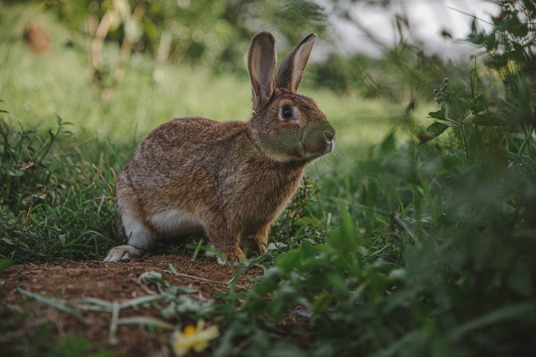 Rabbit Hemorrhagic Disease (RHDV2) Confirmed in Domestic Rabbits in